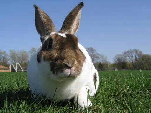 Rex rabbit 사용자 등록 사진