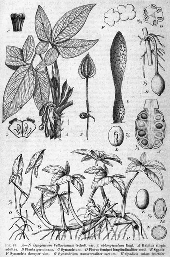 Syngonium 사용자 등록 사진