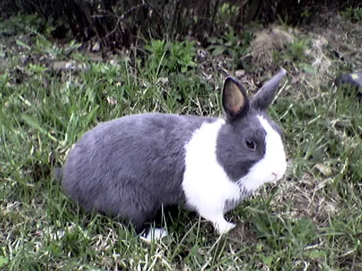 Dutch rabbit 사용자 등록 사진