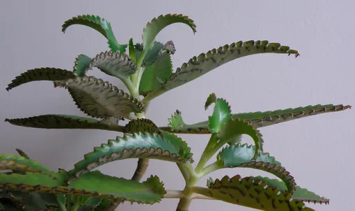Kalanchoe daigremontiana 사용자 등록 사진